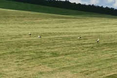 bociany-na-polovacke-bukovina