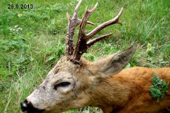 29.8.2013